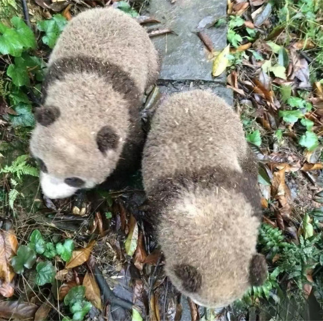 两只拥有脏脏颗粒绒的小熊 🐼 