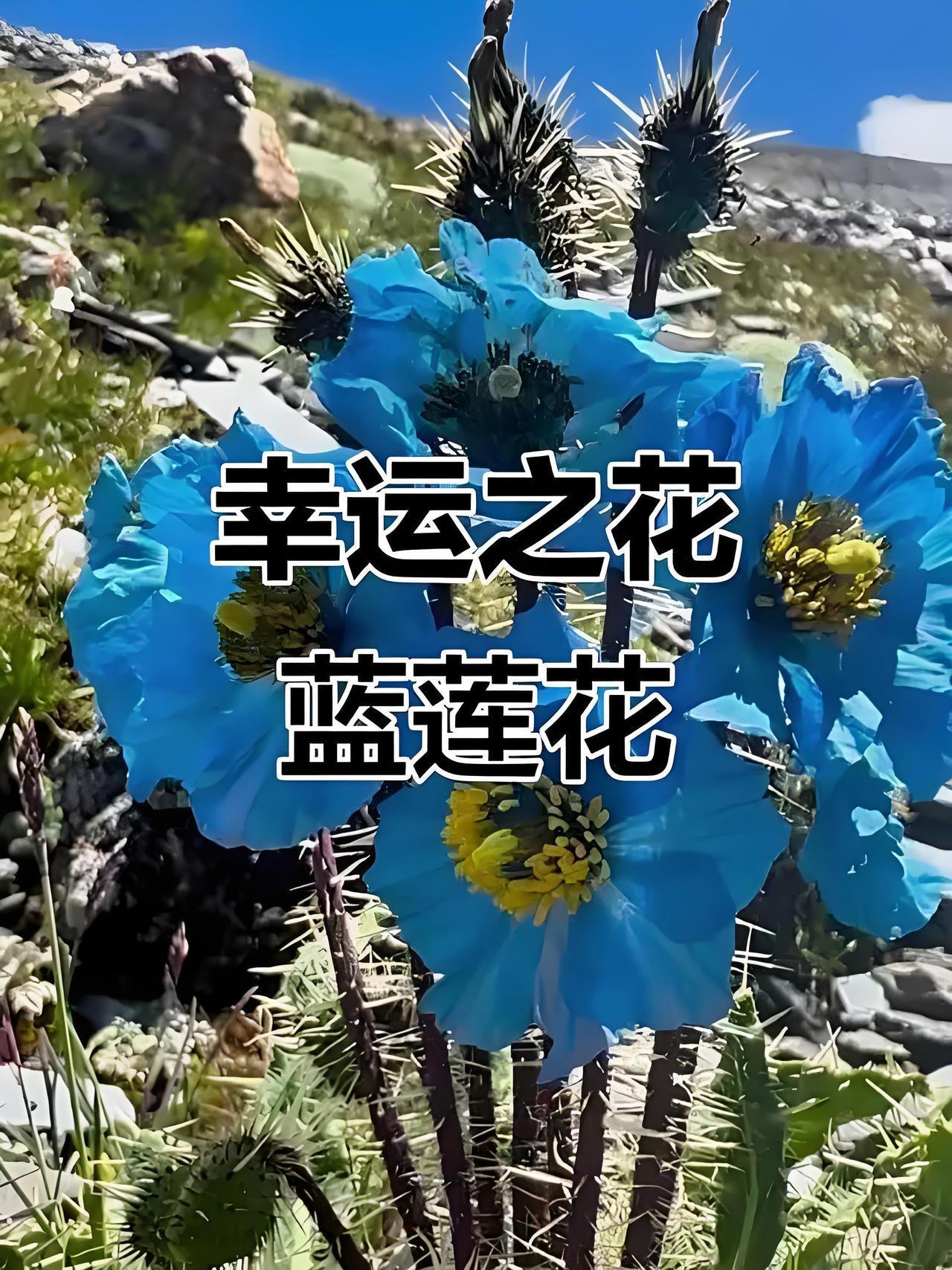 上联：蓝莲花。求下联！
考虑蓝莲花代表的象征意义：永恒的爱情及追求自由！第二，三