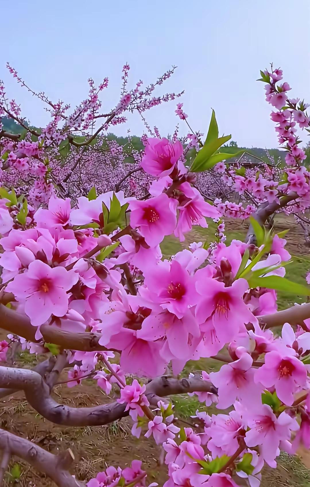 春风伴花舞枝头
 
风一来
整朵花便醒了
踮着细碎的瓣
在枝头轻轻摇晃
 
不是