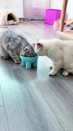 一个饭盆两只猫，你一口我一口互相谦让，这画面太治愈了😭
 
谁能想到，猫咪之间