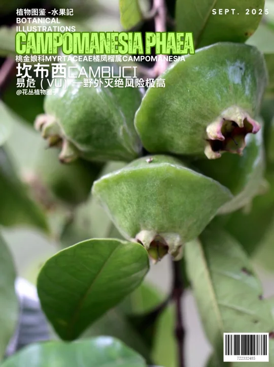 坎布西果Campomanesia phaea