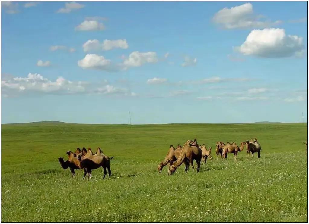 青春如这草原上的花朵，娇艳而充满活力。

五颜六色的小花点缀在草丛中，红的像火，