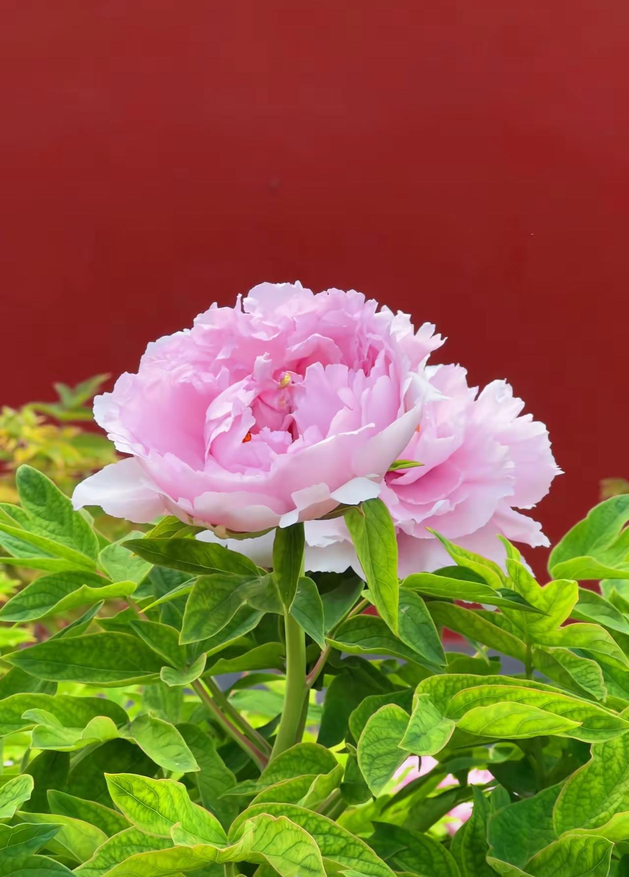 分享美丽花朵景山公园赏花：红墙下的牡丹花，典雅别致，粉嫩娇艳的牡丹花，绽放在绿叶
