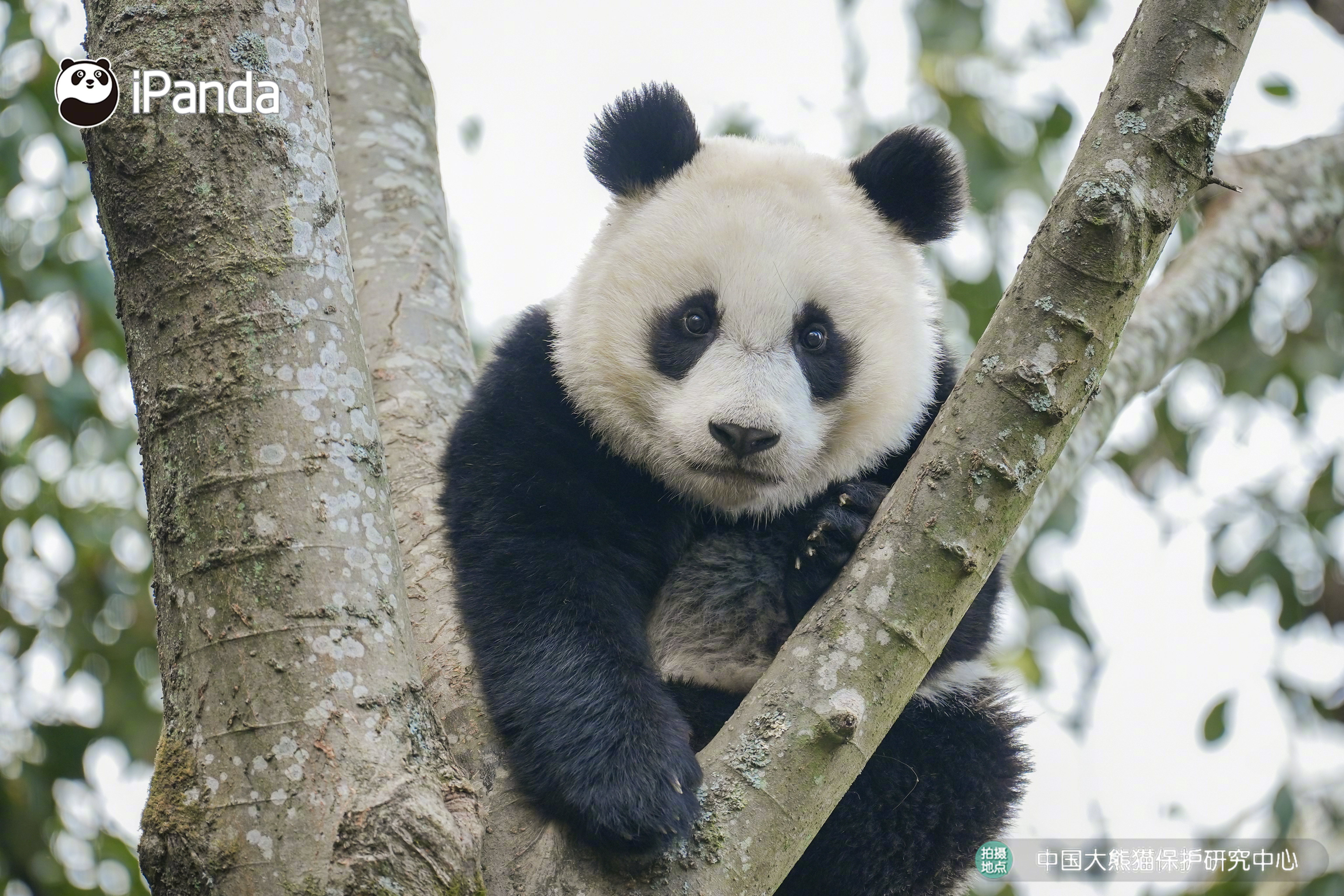 【大熊猫的治愈从早安开始🌟】🐼发言熊：“新乔”名熊名言：不必困于当下，站得高