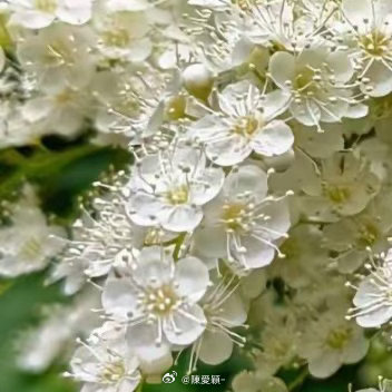 种植 0000珍珠梅1. 栽培方式：园土+腐叶土，中性微碱土壤都适配；落叶灌木，