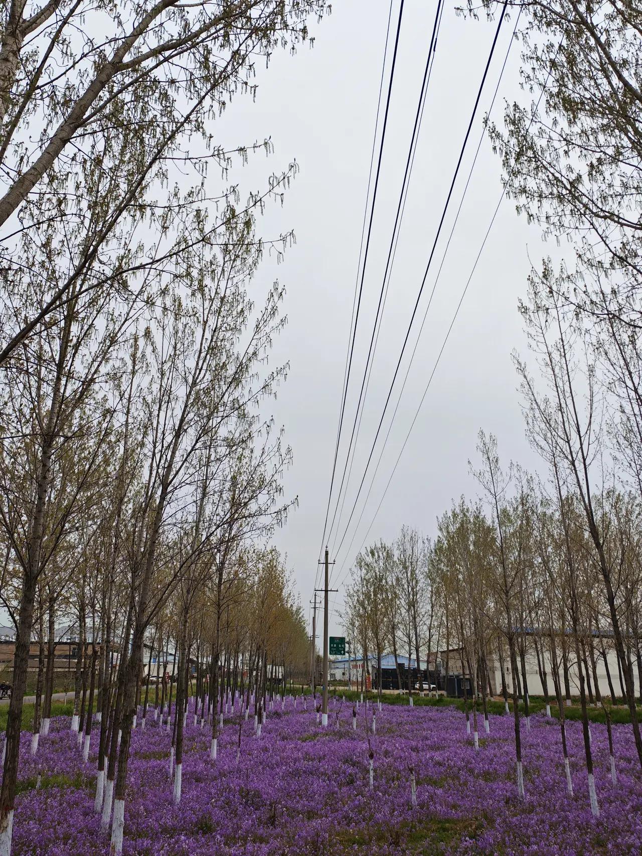 晒图笔记大赛乡村一隅，花的世界。美无关地域，全在于认知。