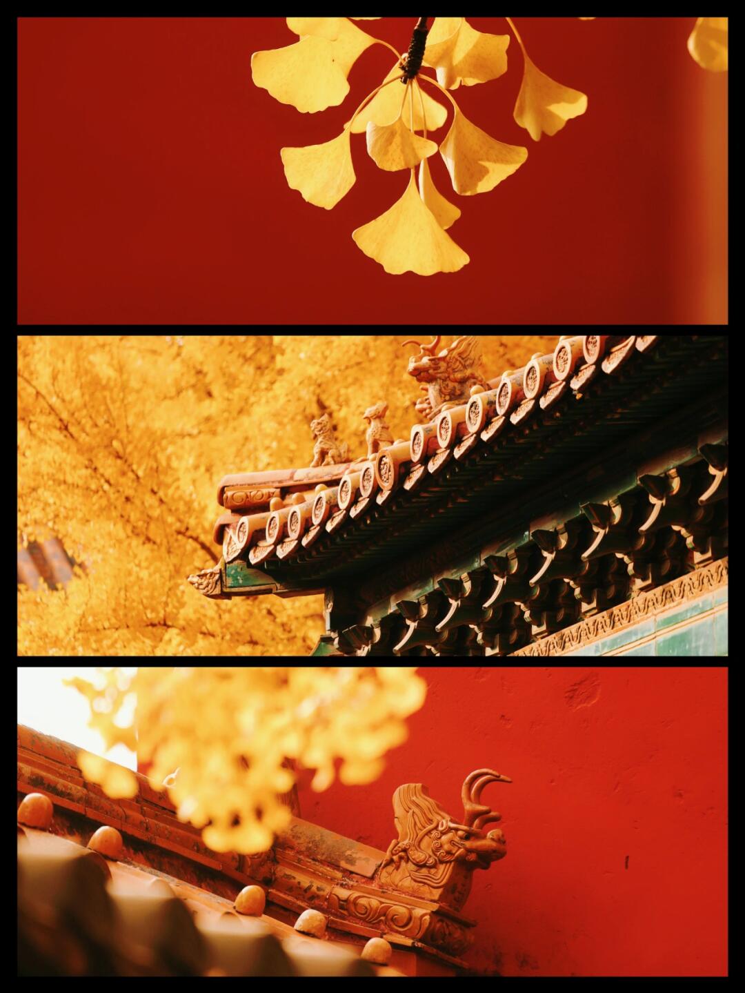 故宫秋景详解|总要来故宫看一次秋天吧🍂