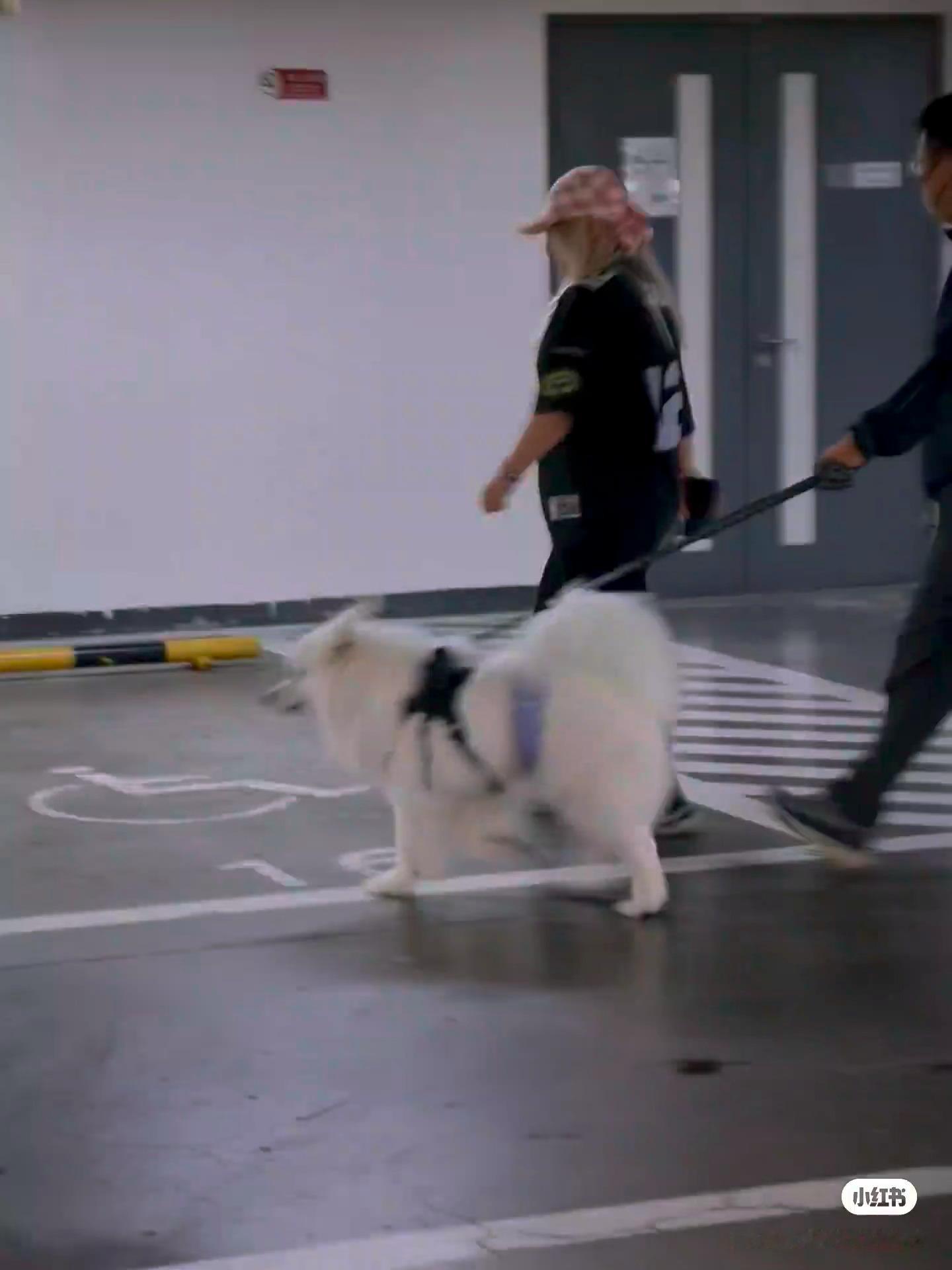 哎哟！卢克特意洗得毛蓬蓬就来奔赴今早春晴朗追剧团了[可怜] ​​​