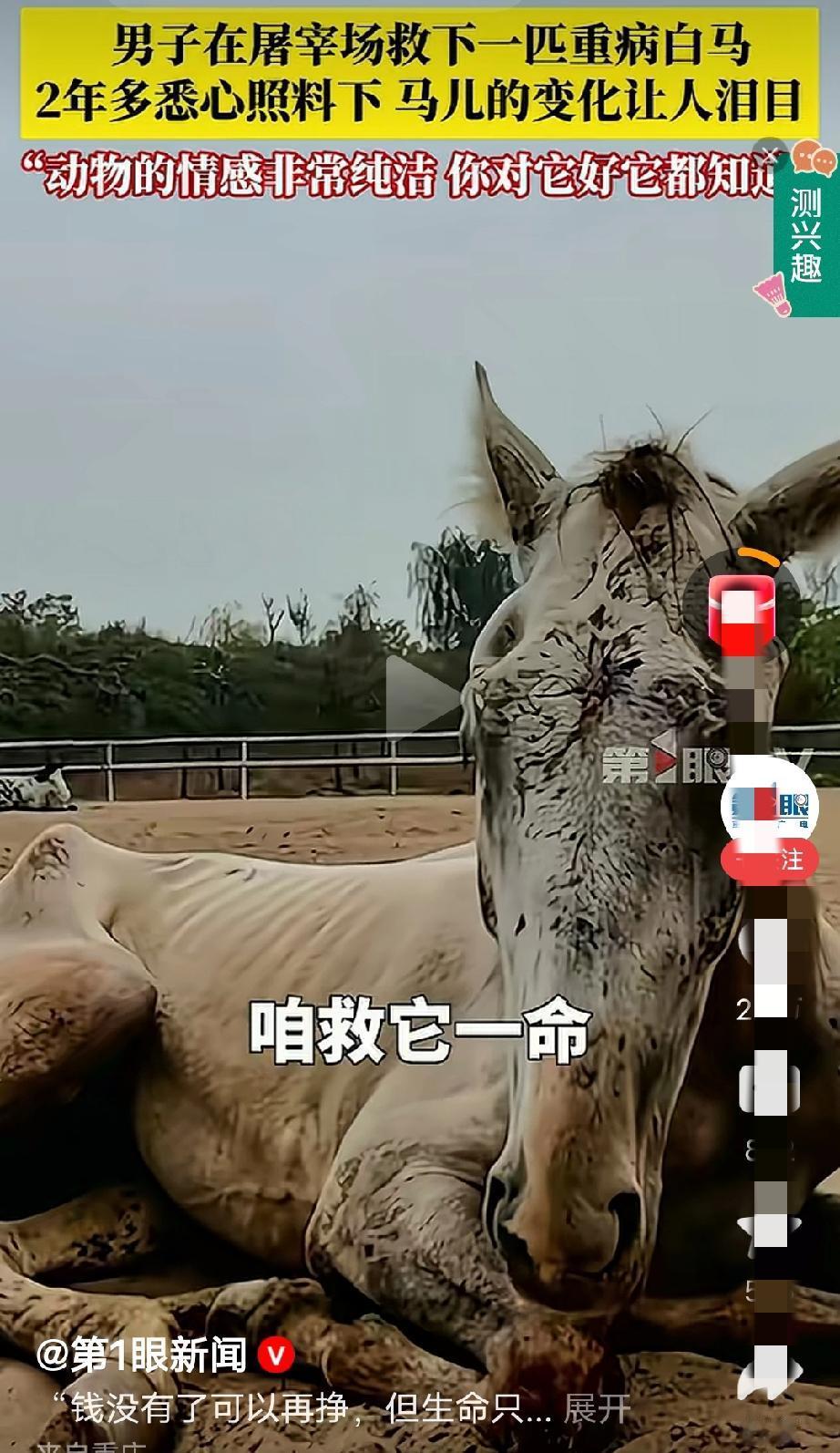 救马一命，动物的情感在这个世界上是最纯洁的，他的眼里心里只有你…[赞][赞][赞