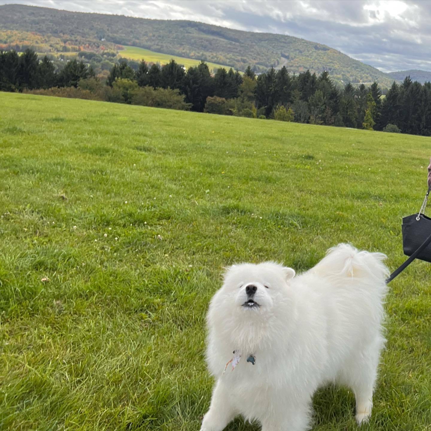 萨摩耶：你是不是开了祛痘模式啊！[怒] 