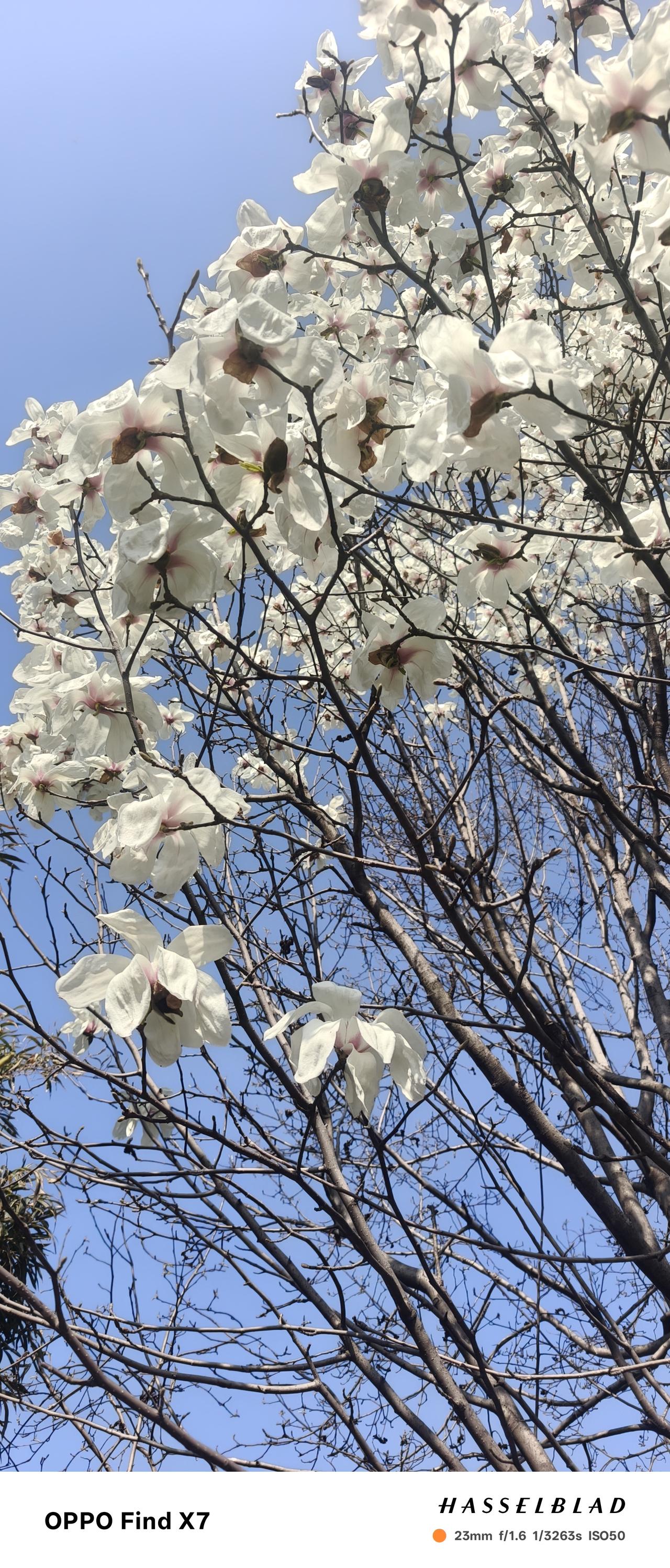 无锡的春天真美！是花儿在炫耀自己的美！锡惠公园的玉兰花，粉樱，长广湾的白樱，街道