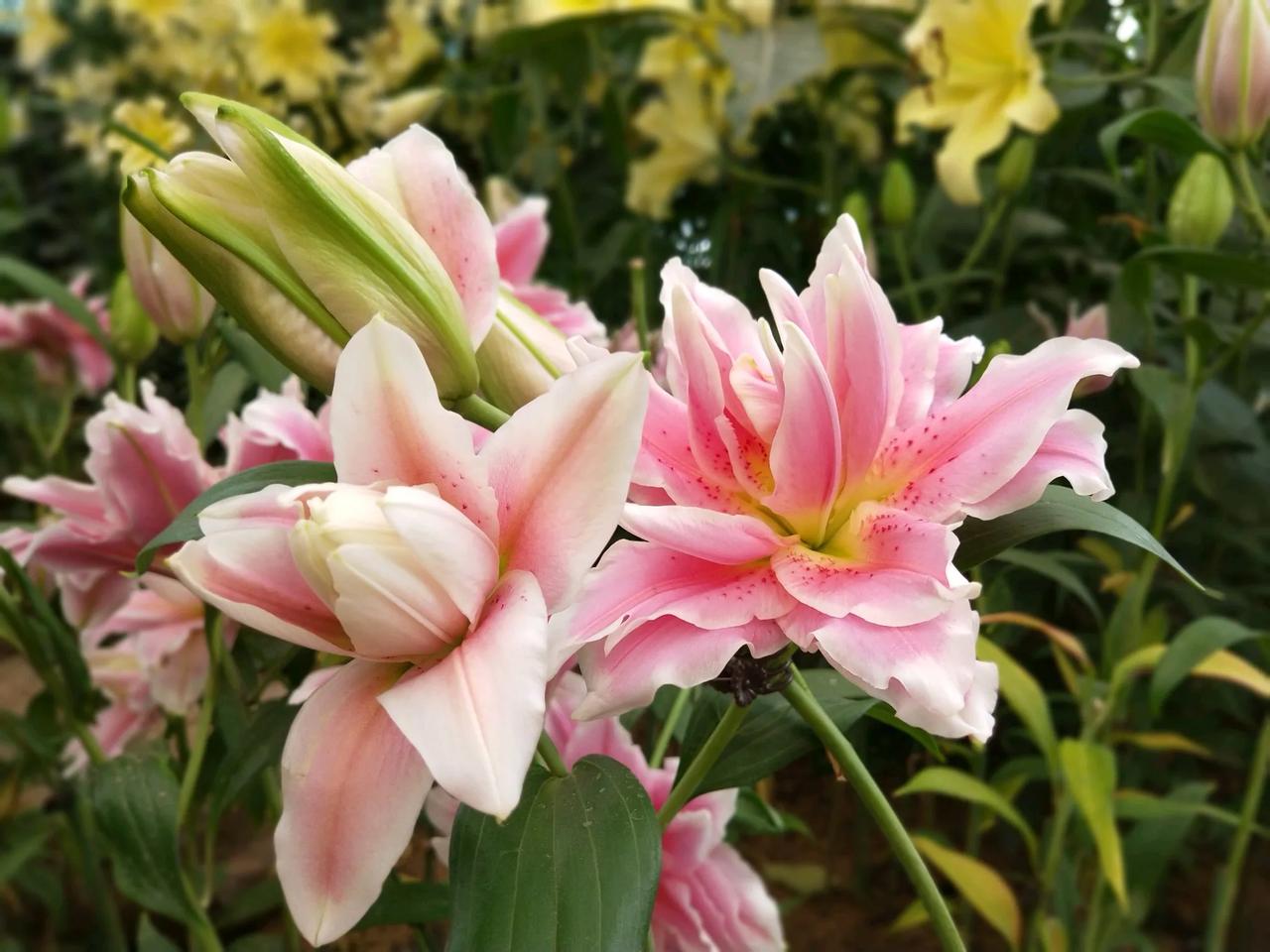 今天我和老公去机场接爸爸回家。
我爸在上海做手术，前前后后折腾了两次。

第二次