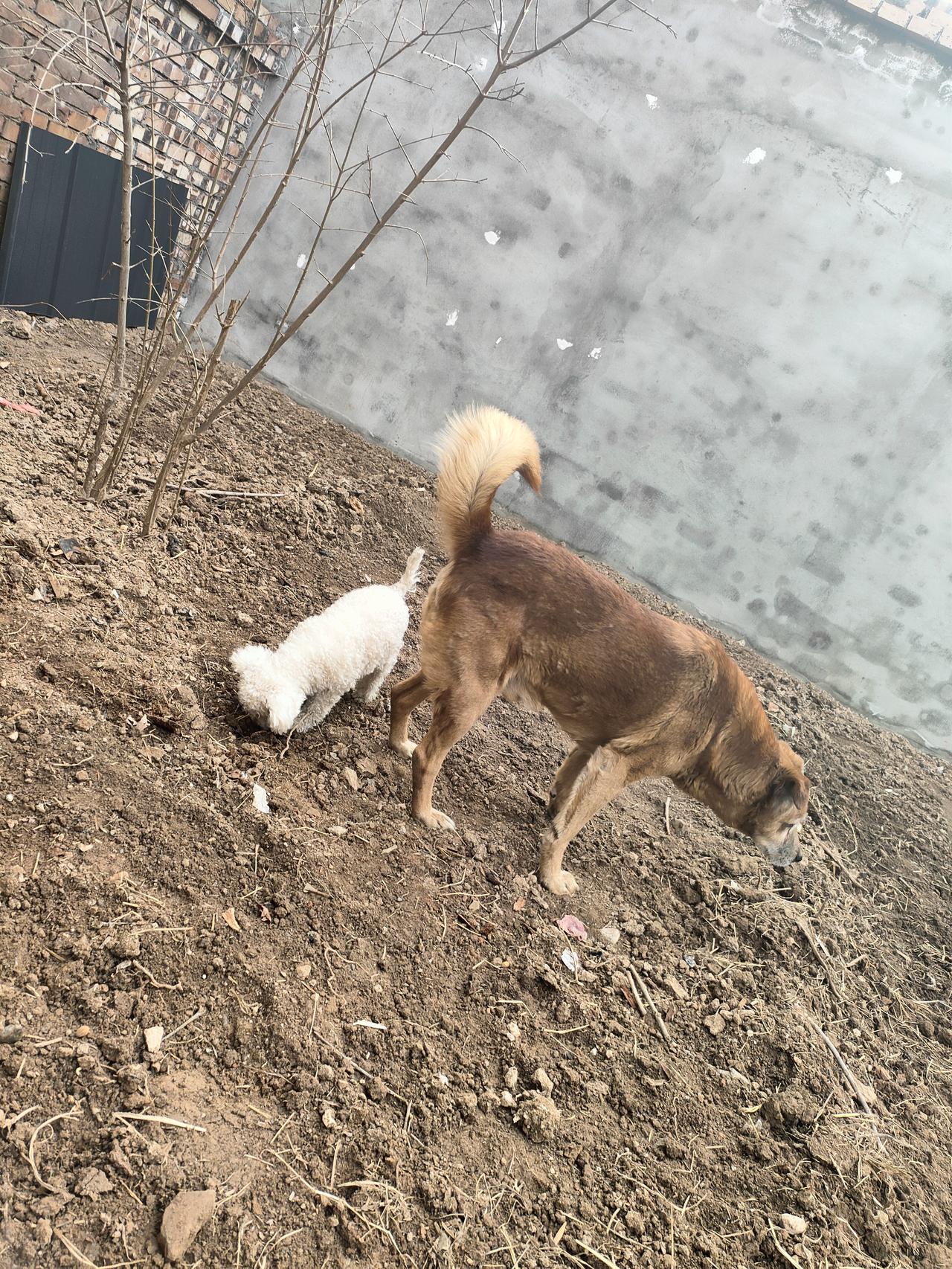 2. 一方小院，半亩闲田。两只毛孩子自在地穿梭在泥土间，小白认真找着什么，大黄悠