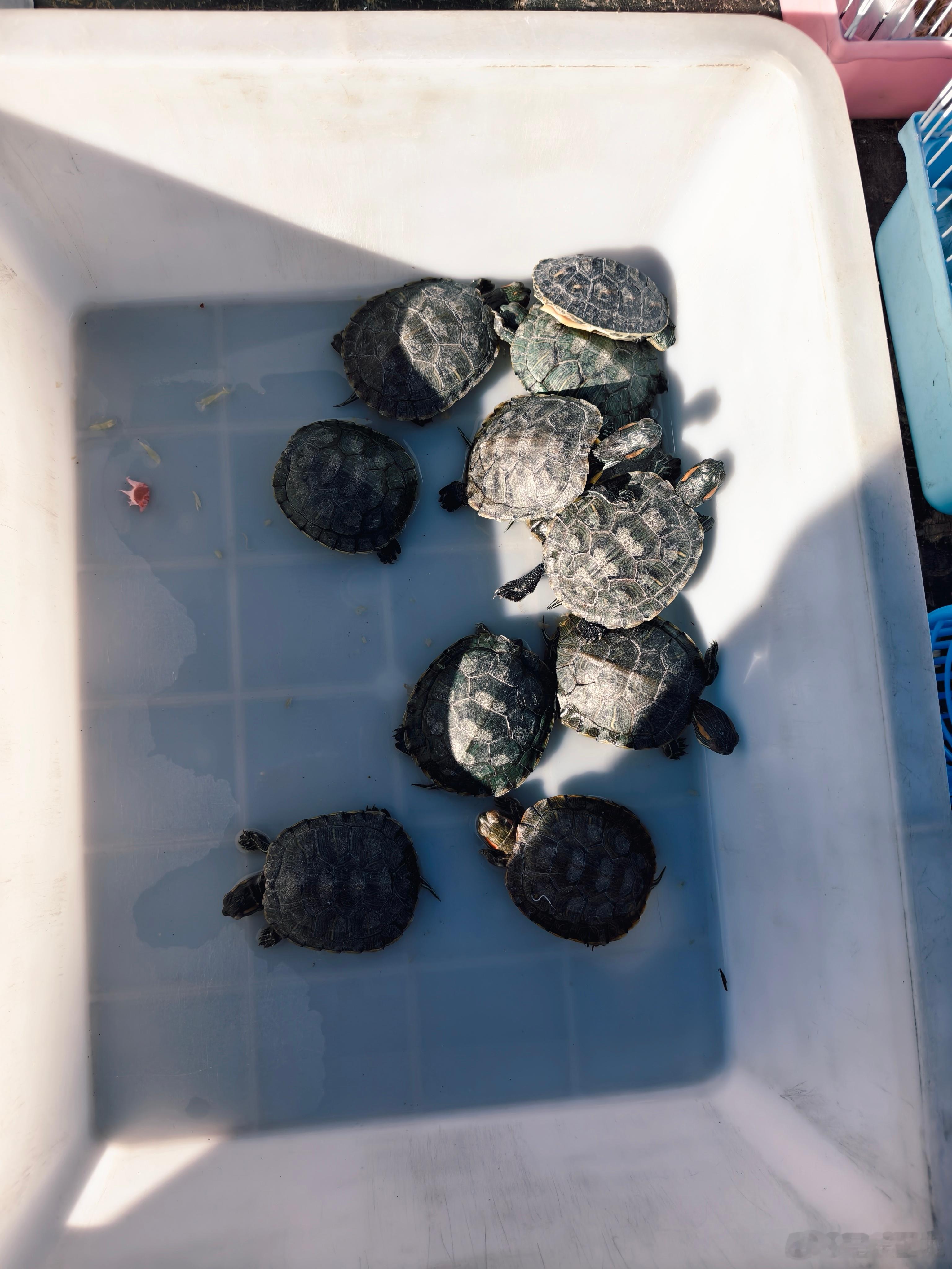 大集上的小动物挺小巧的。小乌龟，小仓鼠，小金鱼，都是小字辈的小孩子也就肯定会喜欢