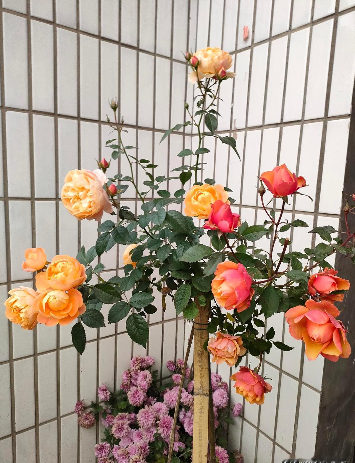 赶紧停手吧，别再把家里的月季往暖气房里搬了！
看着大家一降温就忙着给花盆“穿衣进