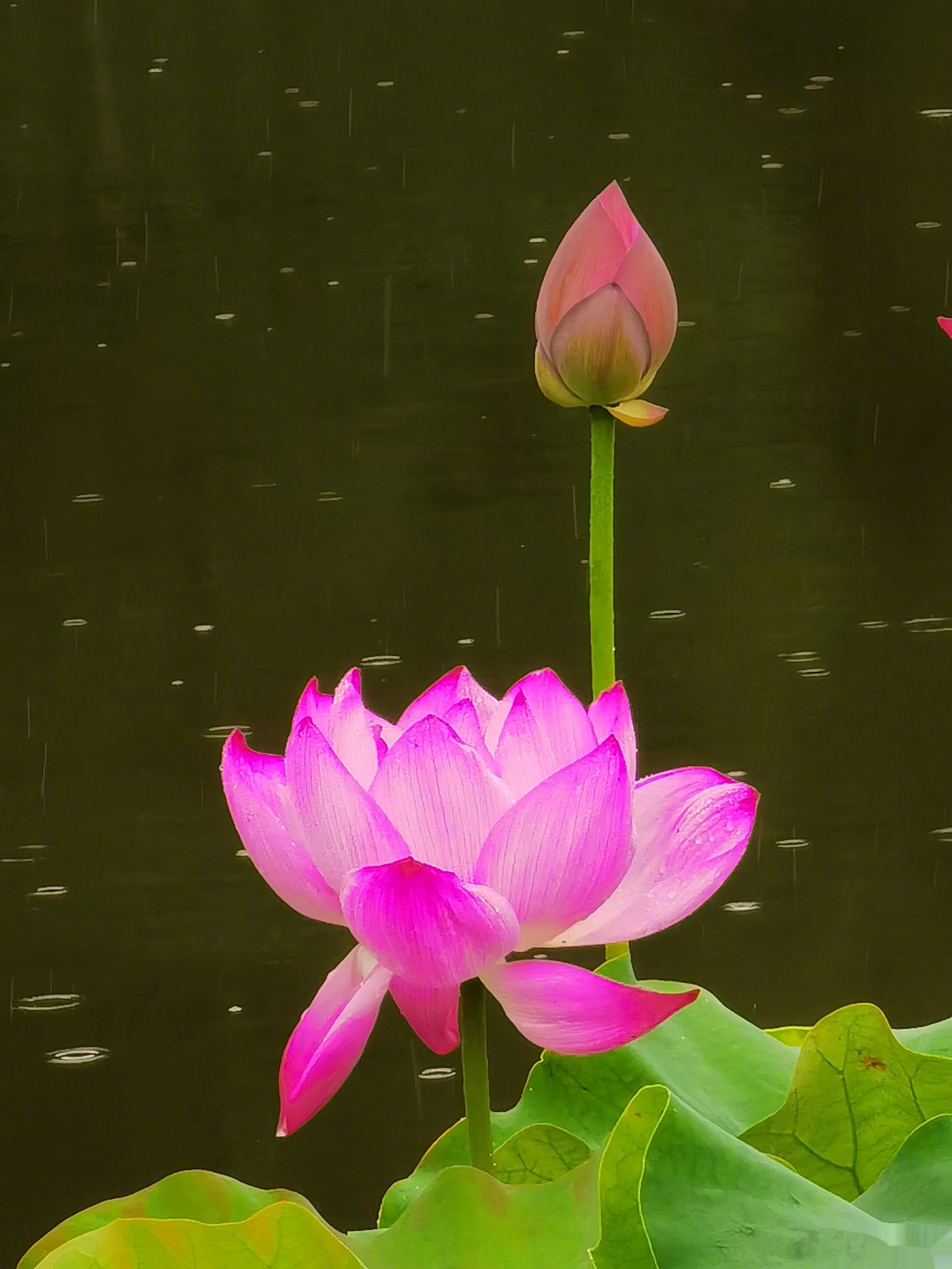 祝大家中秋节快乐！花好月圆，心想事成！ ​​​