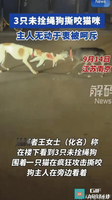 “这男子太缺德了!”江苏南京，三只未拴绳的狗在光天化日之下围攻一只猫咪，对其进行