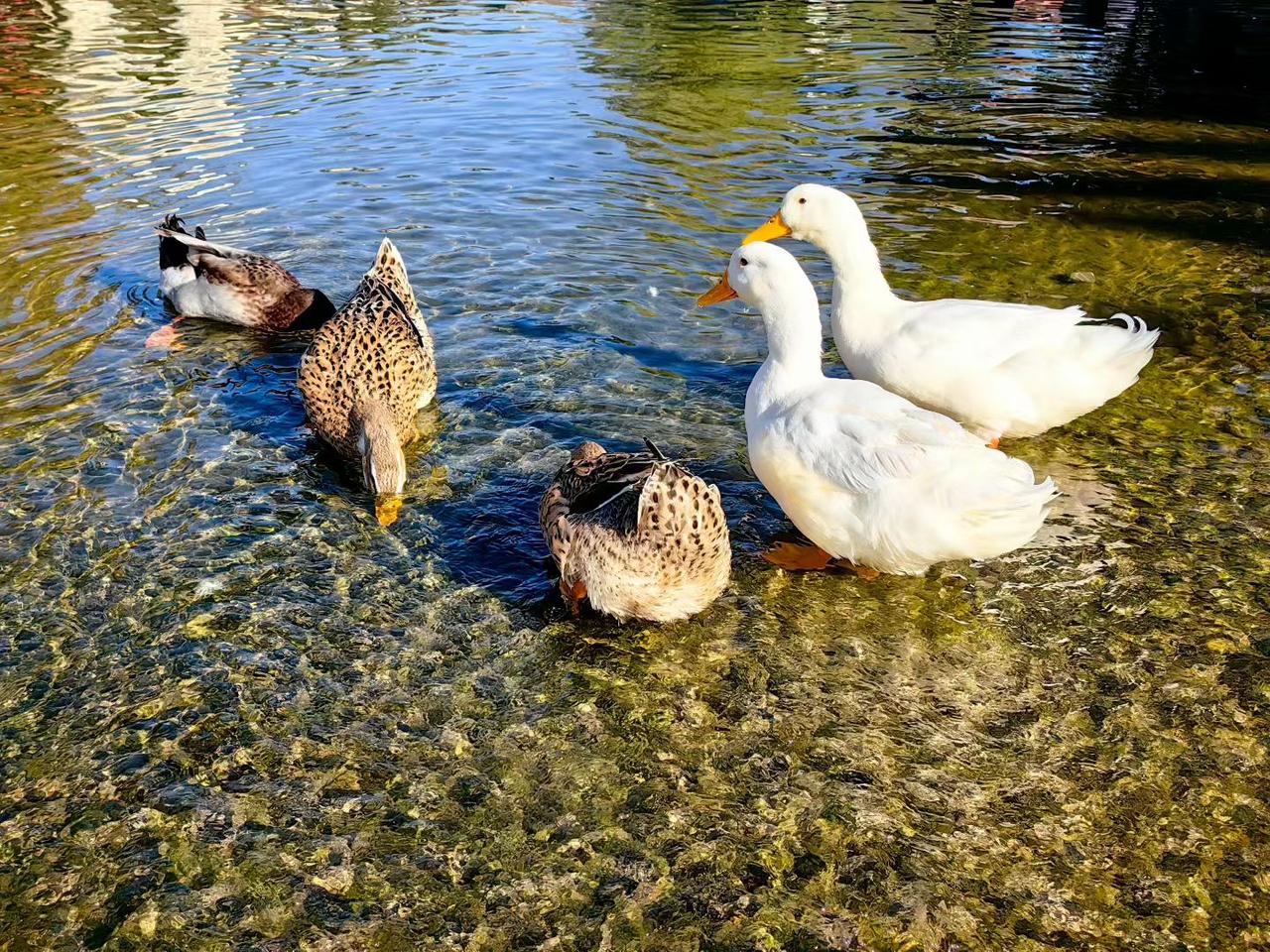 十一月的脚步悄然离去，仿佛在不经意间已经悄然溜走。那一个月的时光，像一条缓缓流淌