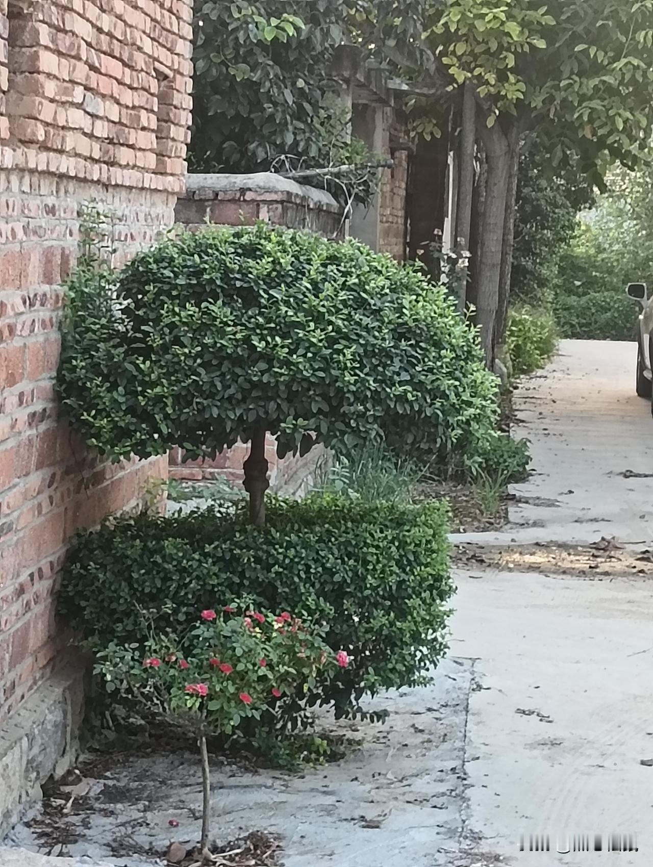 小路边的绿植和红花确实好看得很！就像我家门口悄然绽放的红百合，那热烈的红花一簇簇