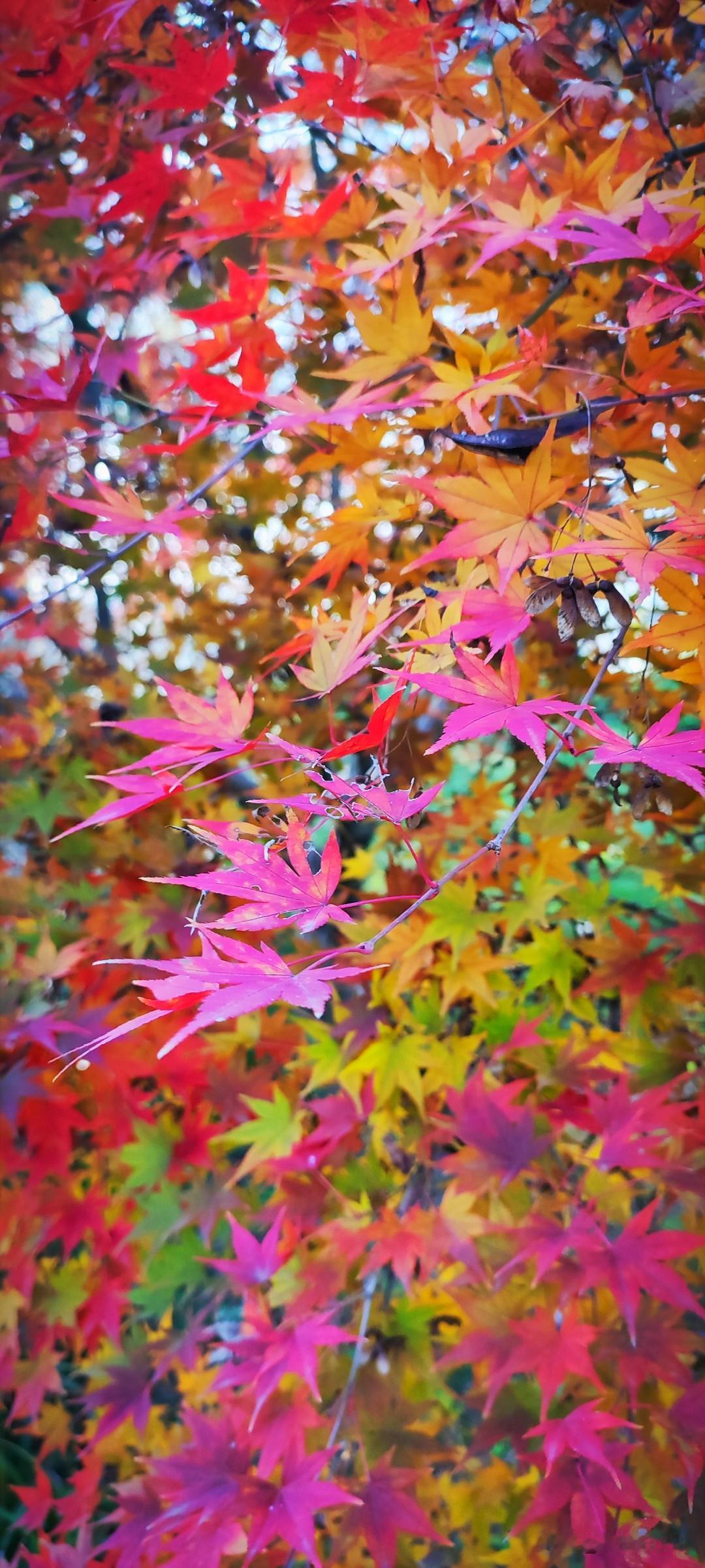 晒图笔记大赛多云，甚至是阴天，没有了那种显而易见的美好，也就少了召之即来的快乐。