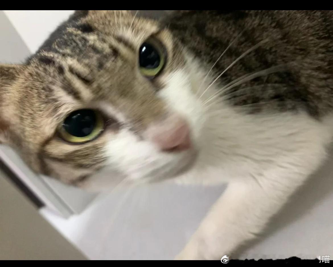 ❗【领养 急】猫猫名字：花卷猫咪领养 🐱深圳领养 信息：之前是龙城高级中学的校