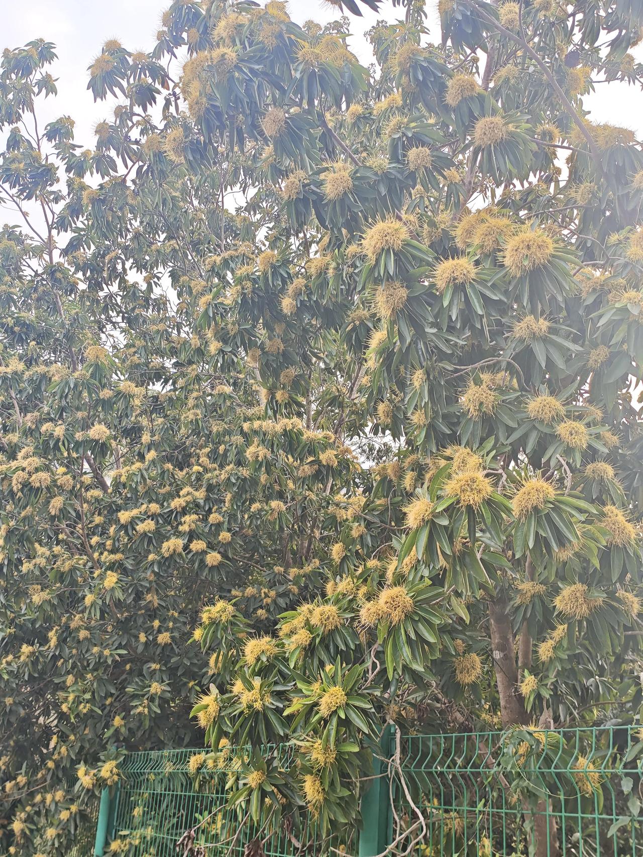 这是什么植物，黄色的看着像花又有点不像花。友友看这什么花