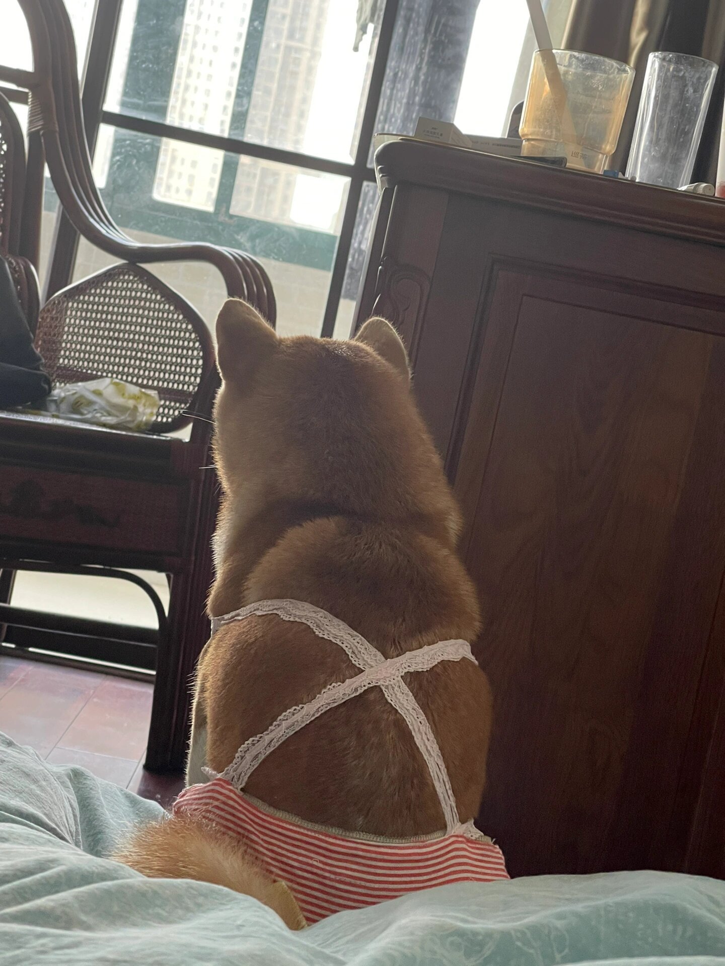 奶奶做的发情小狗裤让它抑郁了 ​​​
