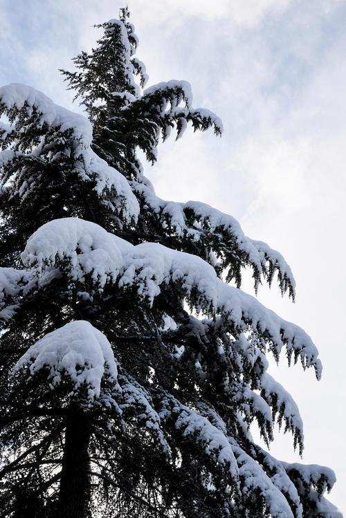 我的创意下联可以是：
1、雪压松枝春意蕴[碰拳]风拂梅蕊暗香浮‌。
2、雪压松枝