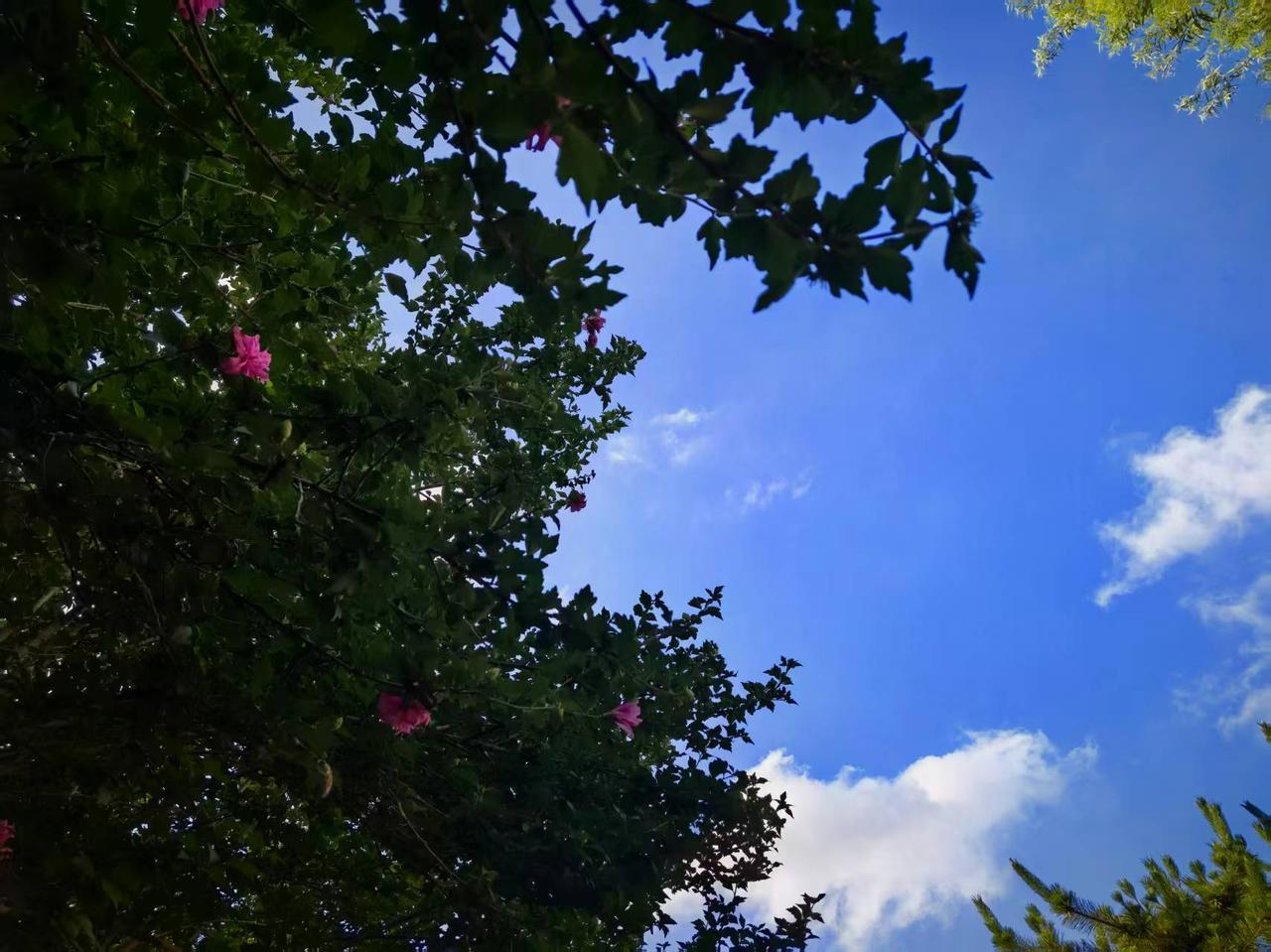 叶落闲庭风伴舞；求下联
花开顶峰雨相随