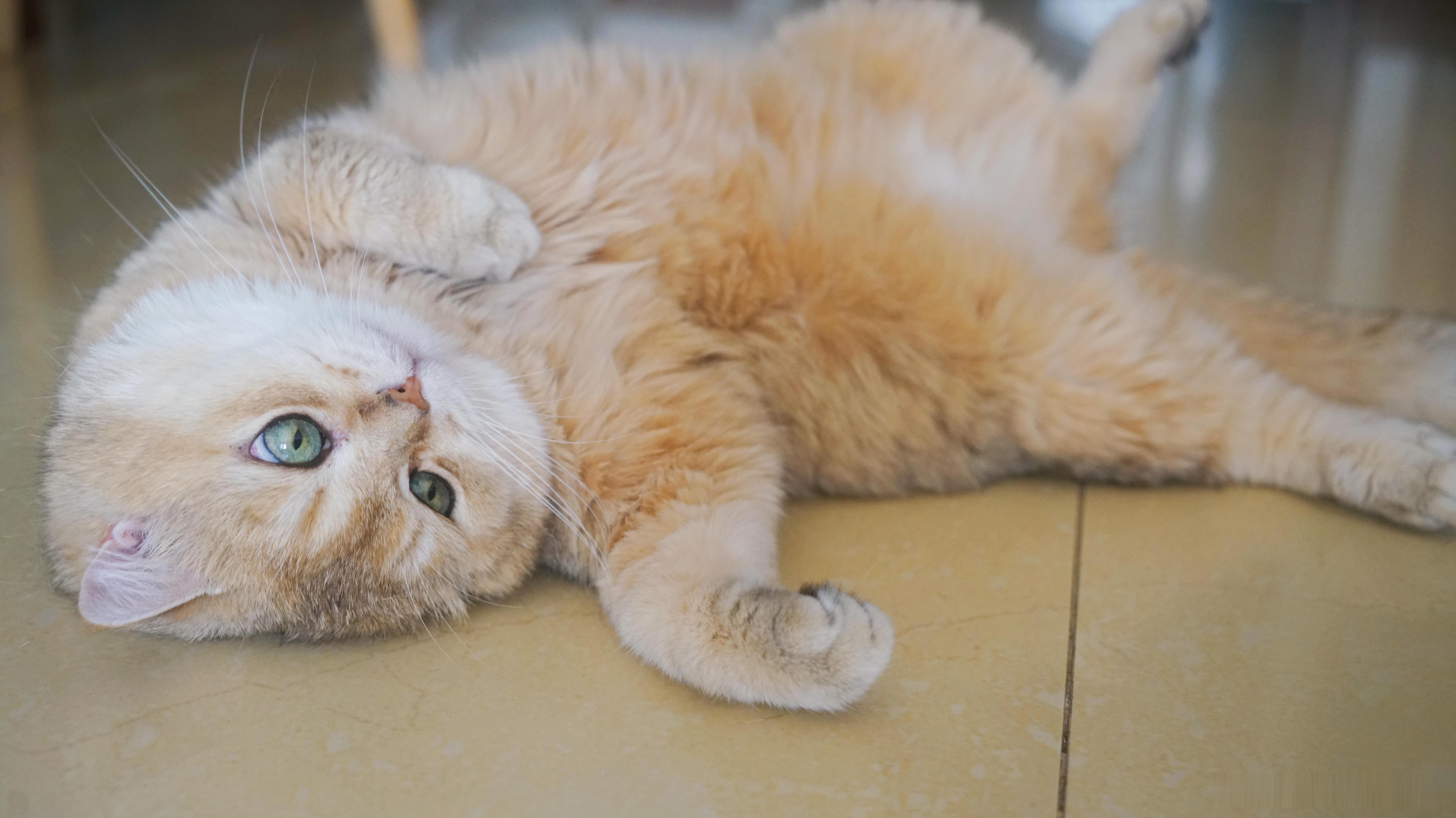 11岁的小奶猫萌宠猫咪