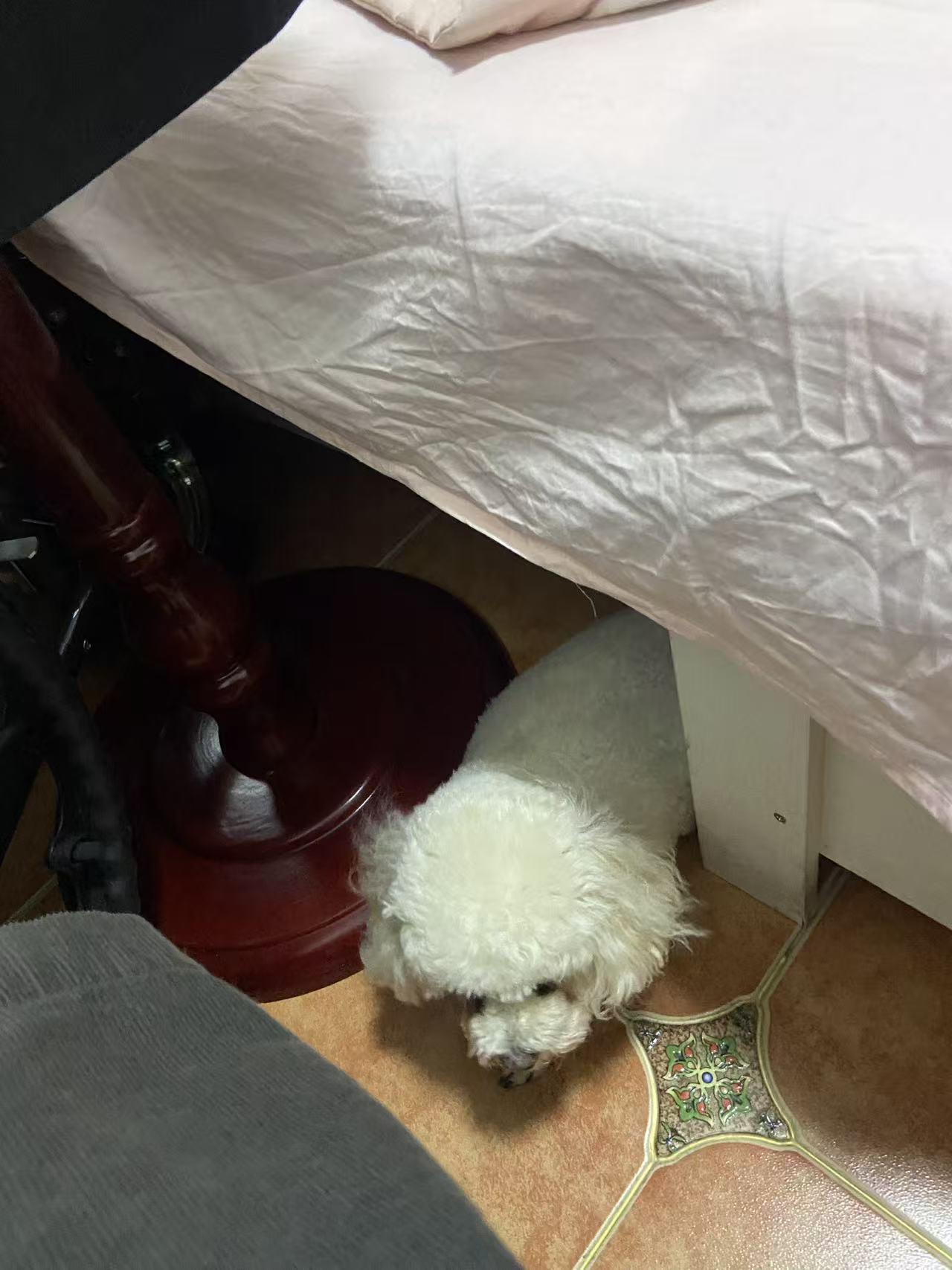 狗很害怕打雷下雨天，其实它不怕下雨，它怕打雷，因为它对声响很恐惧，尤其是比较大的