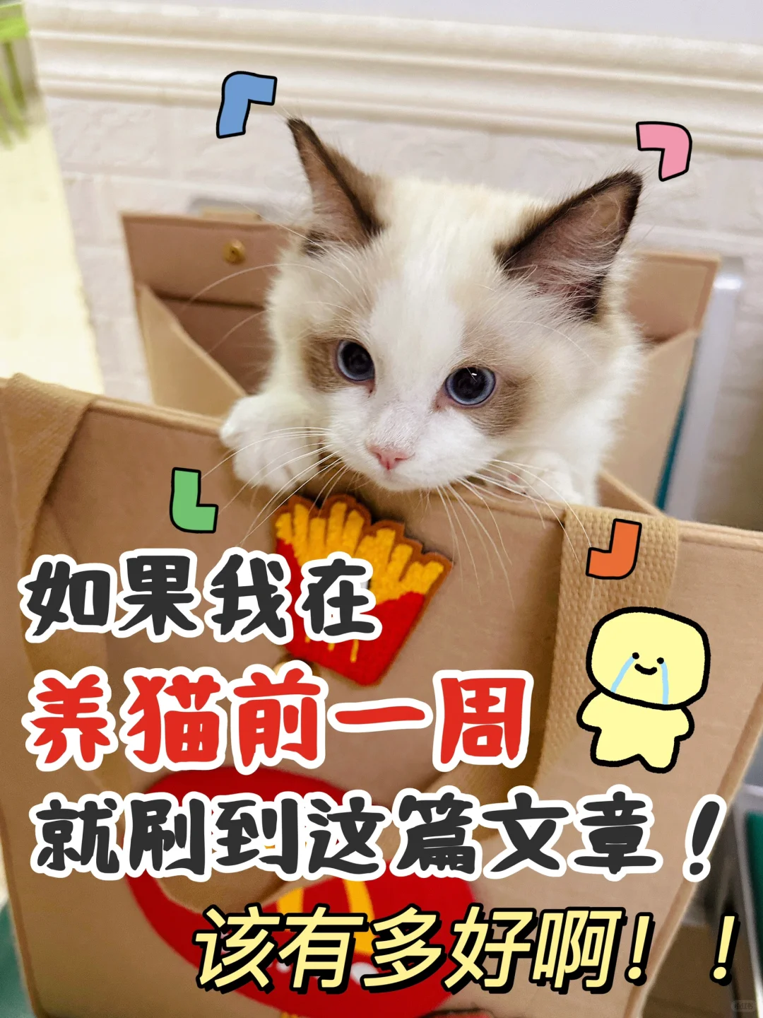 80%新手踩雷！养猫遇到这些问题怎么办？