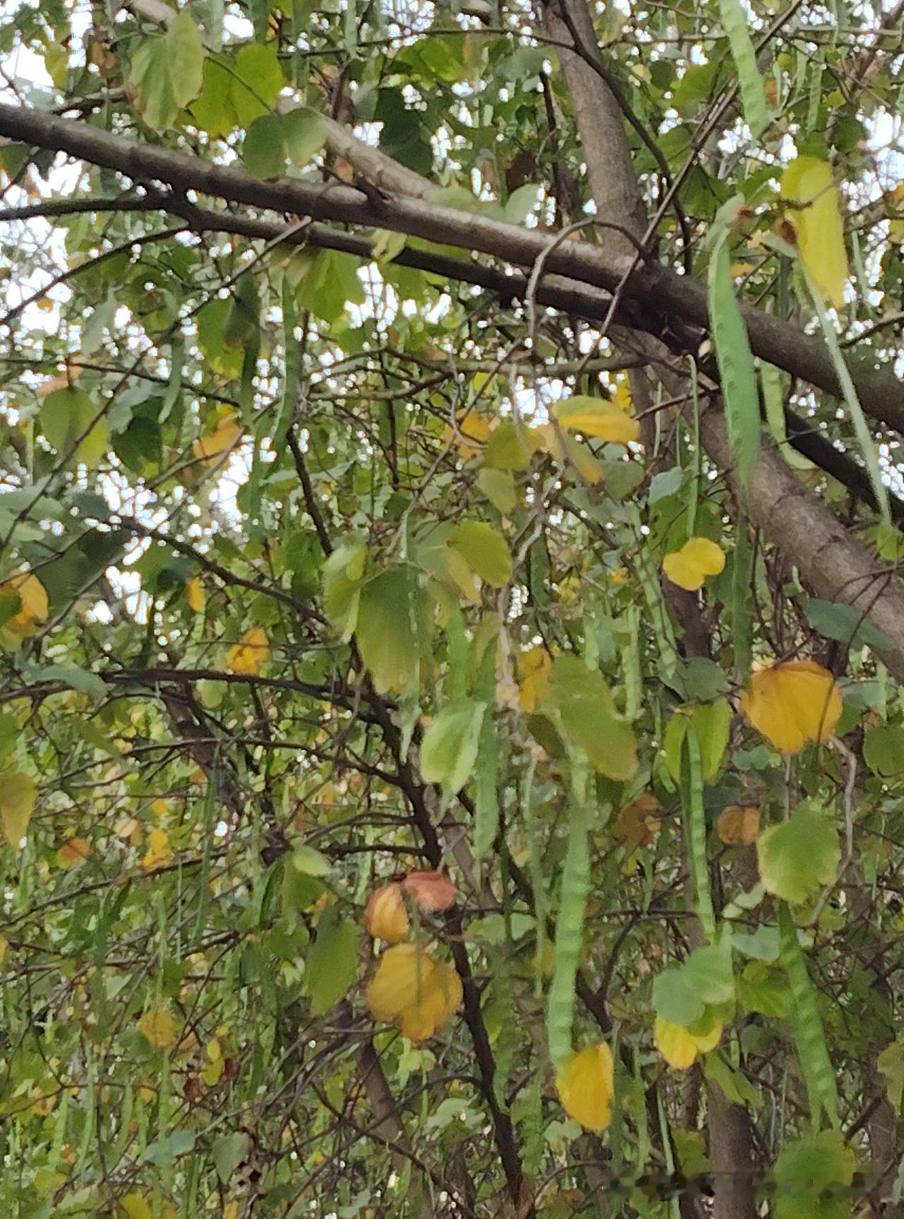 你说这像春天的紫荆花树吗？一树的枯枝黄叶说它们是秋冬季节的紫荆花树更有说服力。可