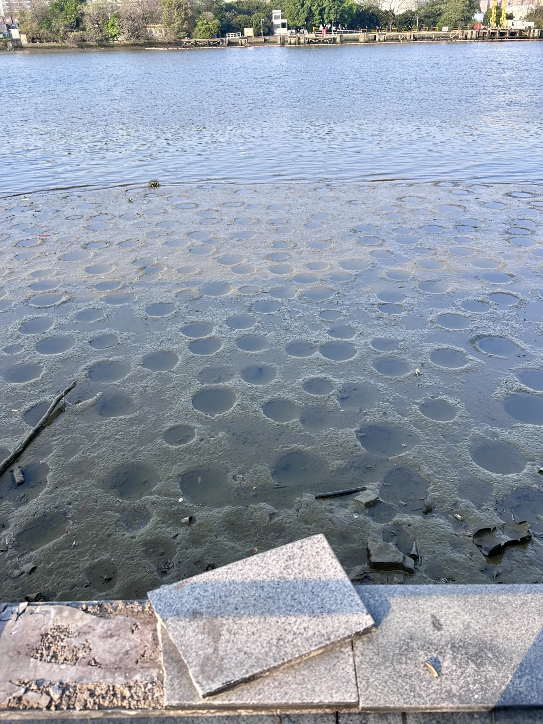 退潮时江边出现的小洞洞是啥东东？