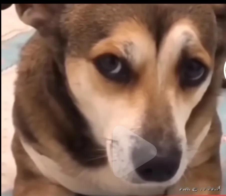妈妈对狗狗说：“妈妈生病了，必须吃一个狗狗的心脏才会好，不然妈妈就得死，你说该怎