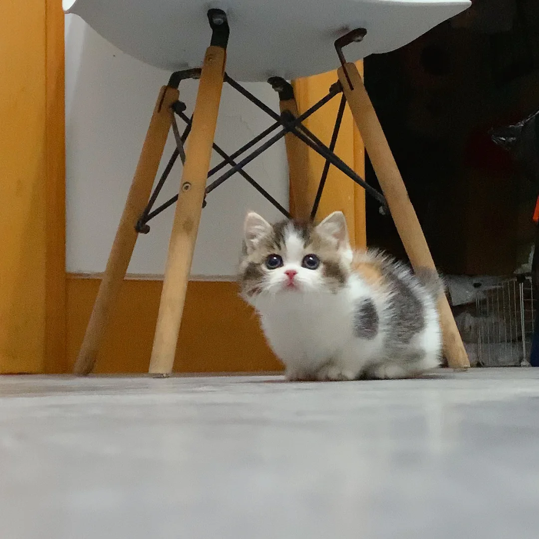 金三花矮脚妹妹| 猫界刘亦菲
