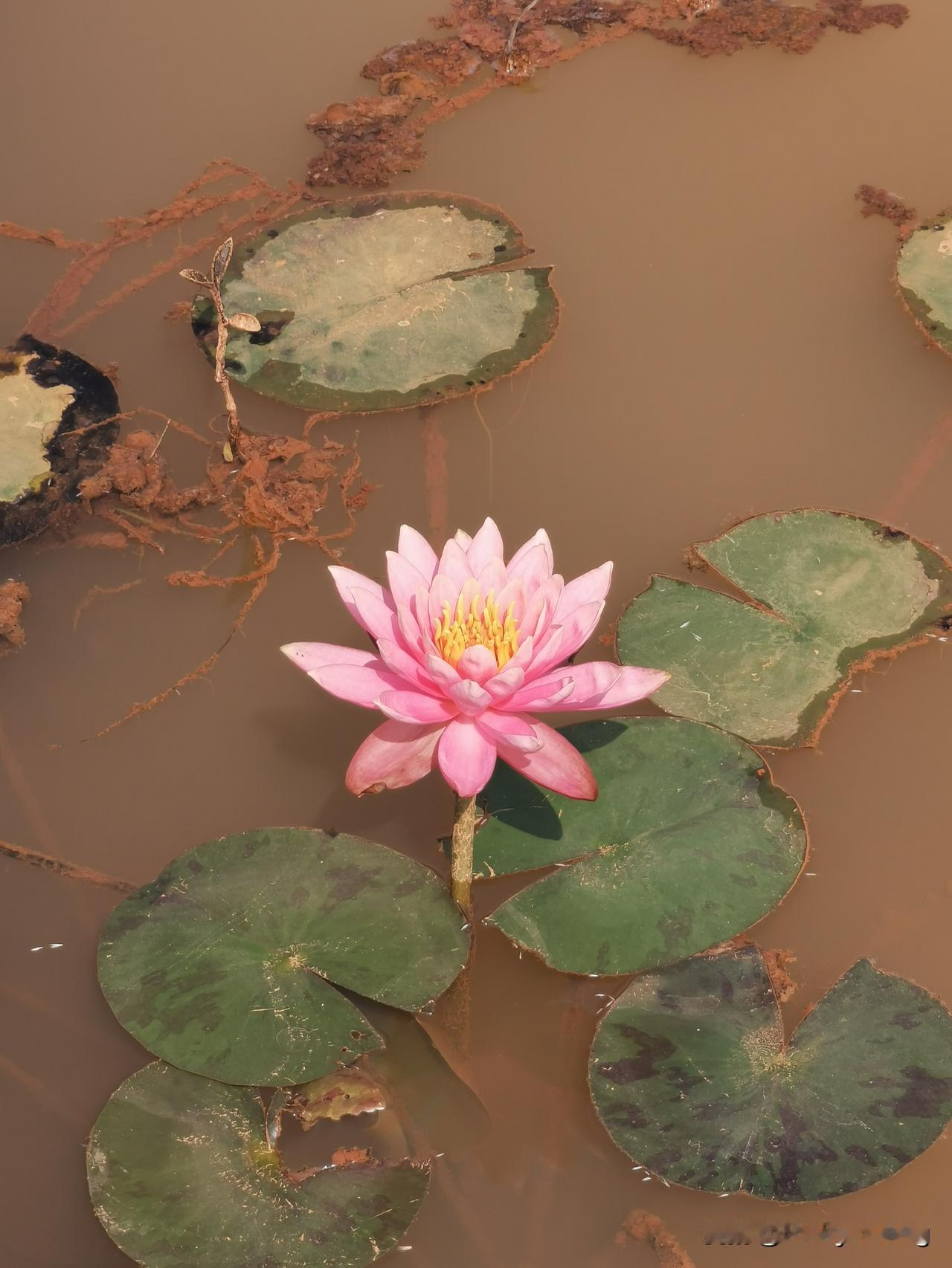 晒晒相册里的花开图片