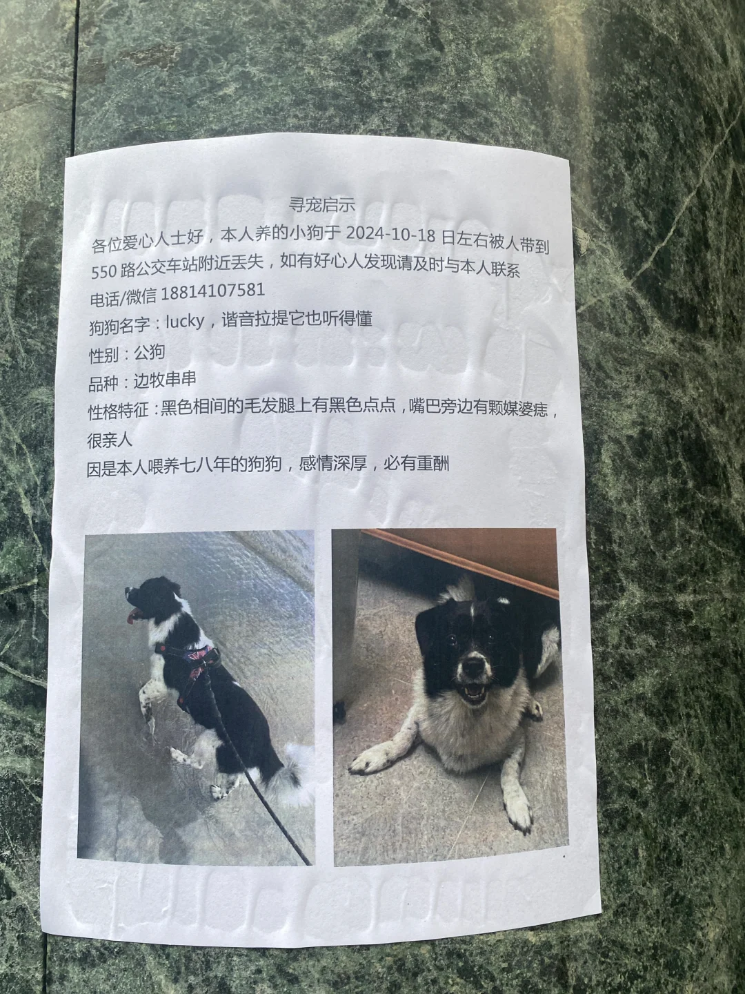 广州天河黄村附近帮忙寻狗