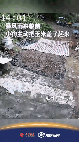 破防了！广东河源一户农家，全家人下地务农，家中只留16岁金毛独自看家。
院子里铺
