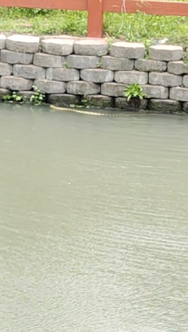 今天上课看到河边一条大花蛇，好长好长。一开始就在河边草鱼，后来水跟着拍水，好长好