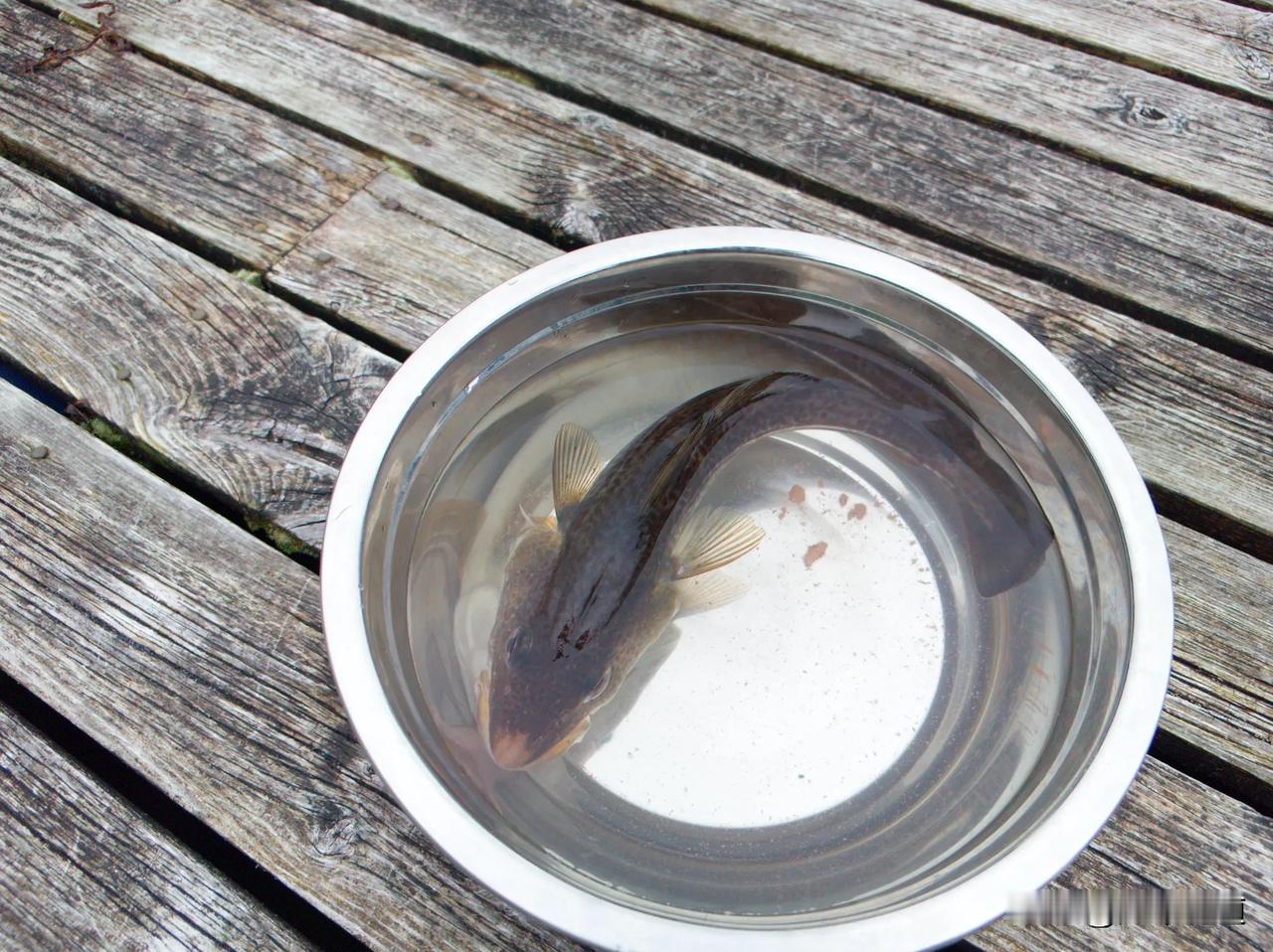 上🐟啦 
请教高人这是什么🐟？