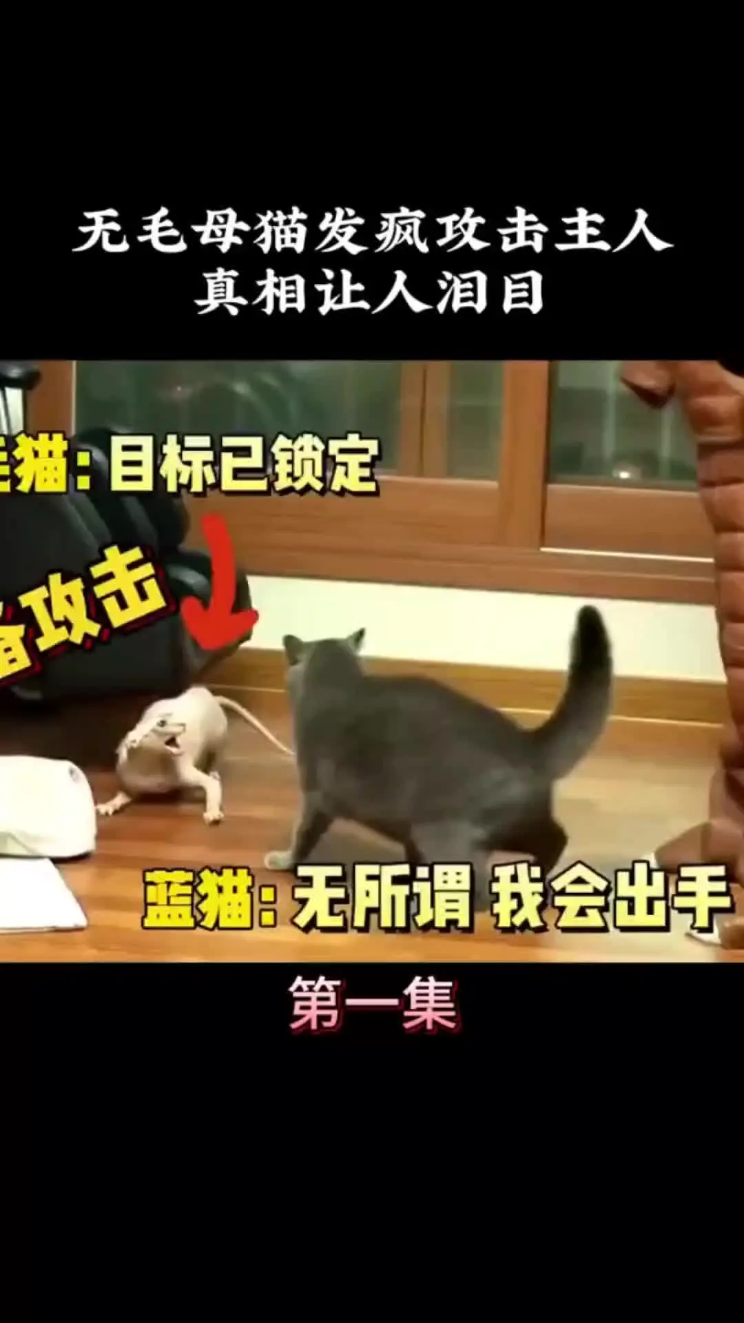 动物的迷惑行为 万物皆有灵性 动物世界
