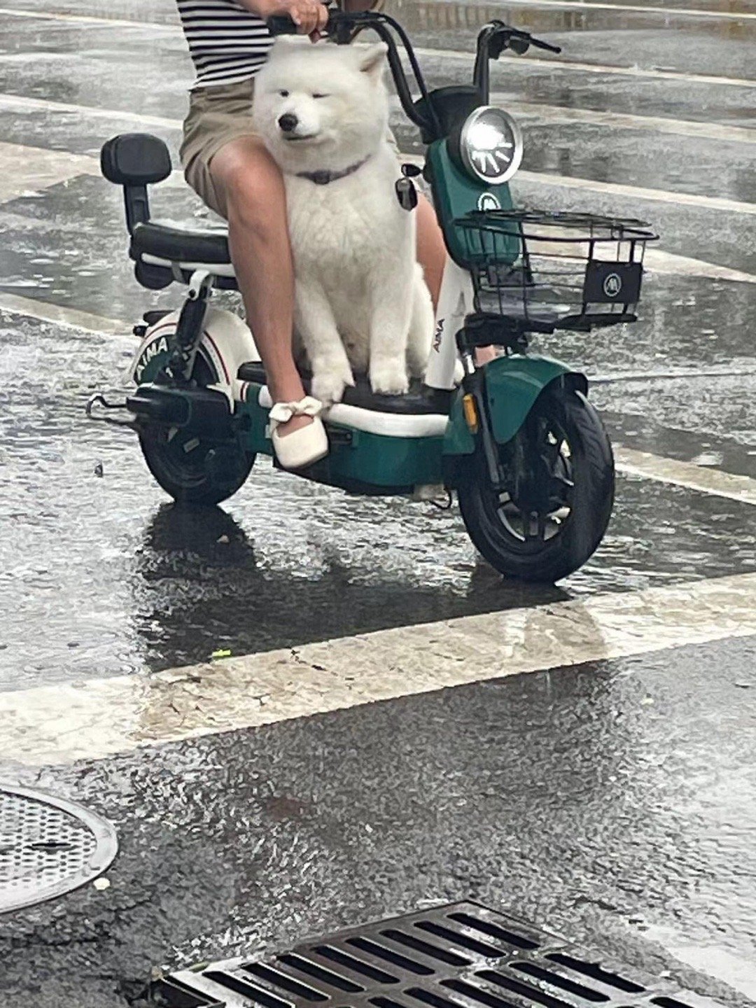 淋了十分钟雨还没有打湿的萨摩耶 ​​​