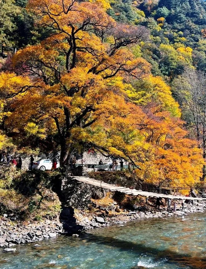 秋冬美景，四川阿坝州米亚罗美景打卡攻略！
川西米亚罗
美景和美食推荐：
1、漫山