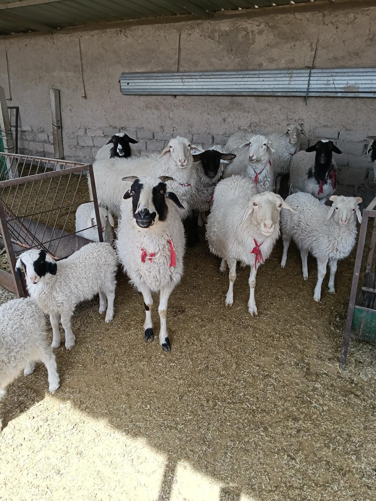 羊在等待中，
有
满足
一天
两顿吃饱


羊水不能缺
食膘好补
水膘
兽医难医