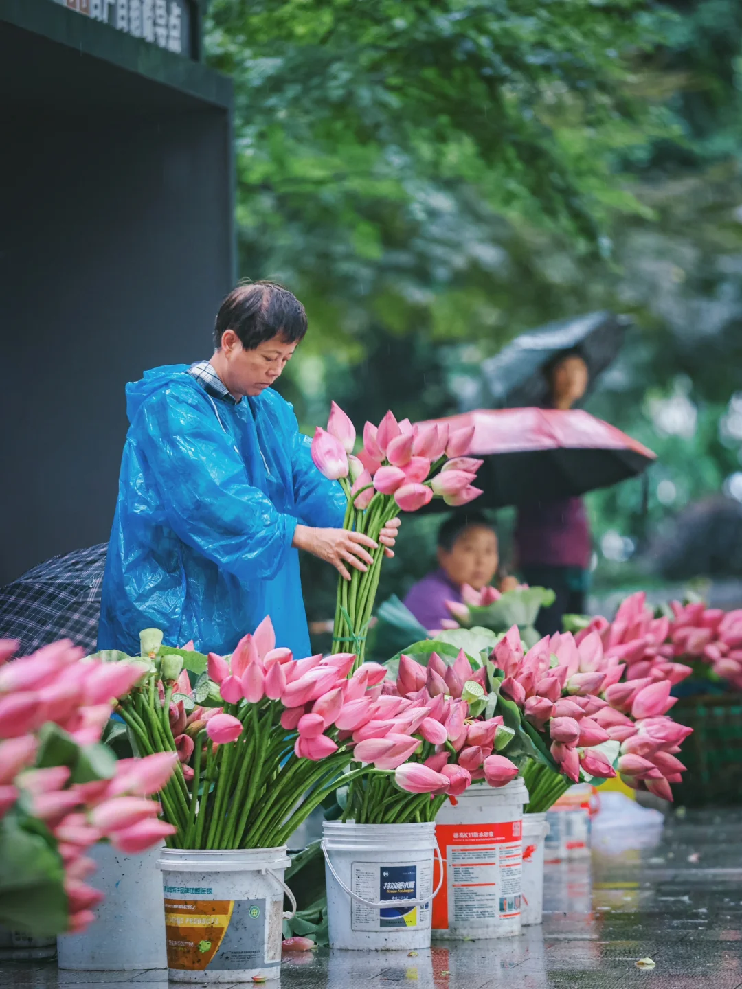 这就是姑苏城🪷独有的夏日限定荷花浪漫💖