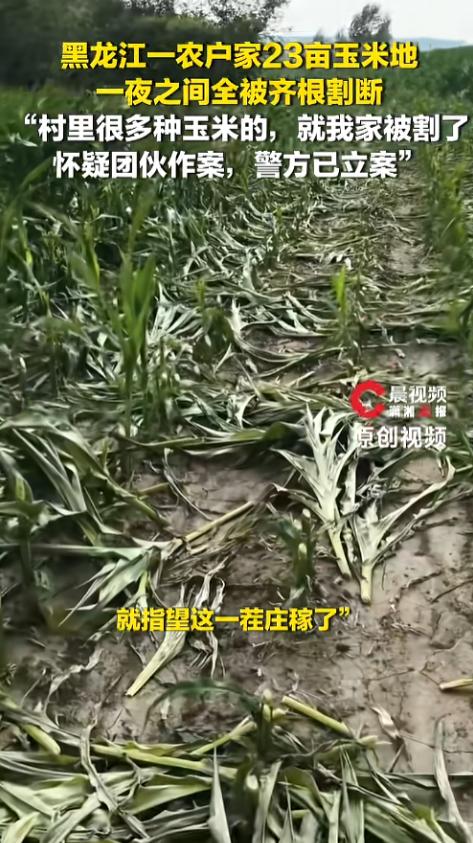 “估计是熟人作案！”7月14日报道，黑龙江，一女子发现自家23亩玉米地，还没结棒