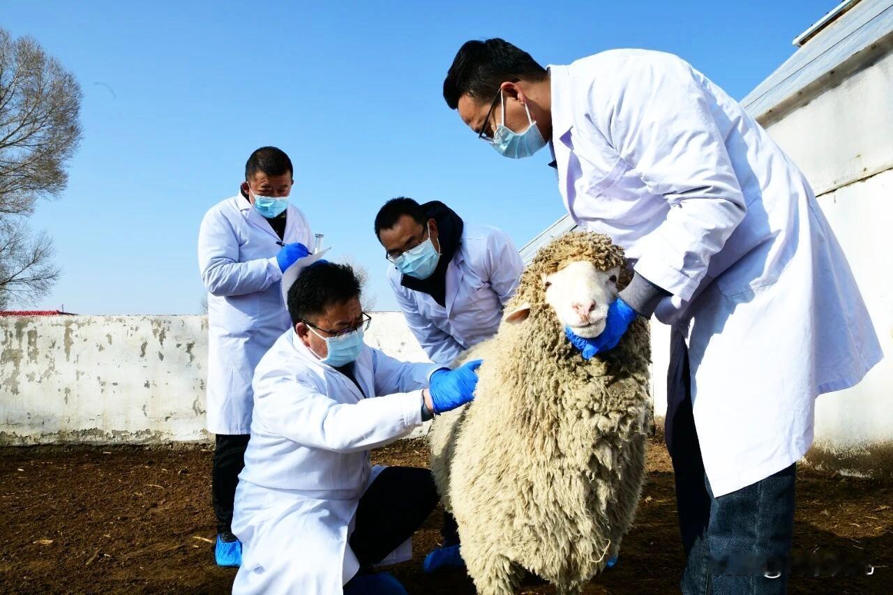 2023年“天华肉羊”通过国家畜禽遗传资源委员会审定，2024年正式获得农业农村