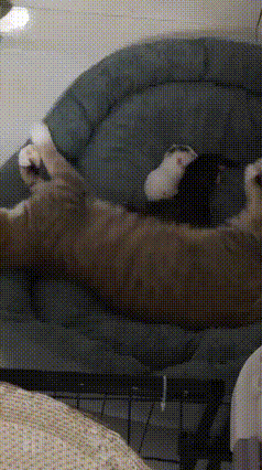 谁能看懂！刚生完崽的狸花猫，疯狂四脚猛蹬😂
 
全网都在热议这只狸花猫的奇怪举