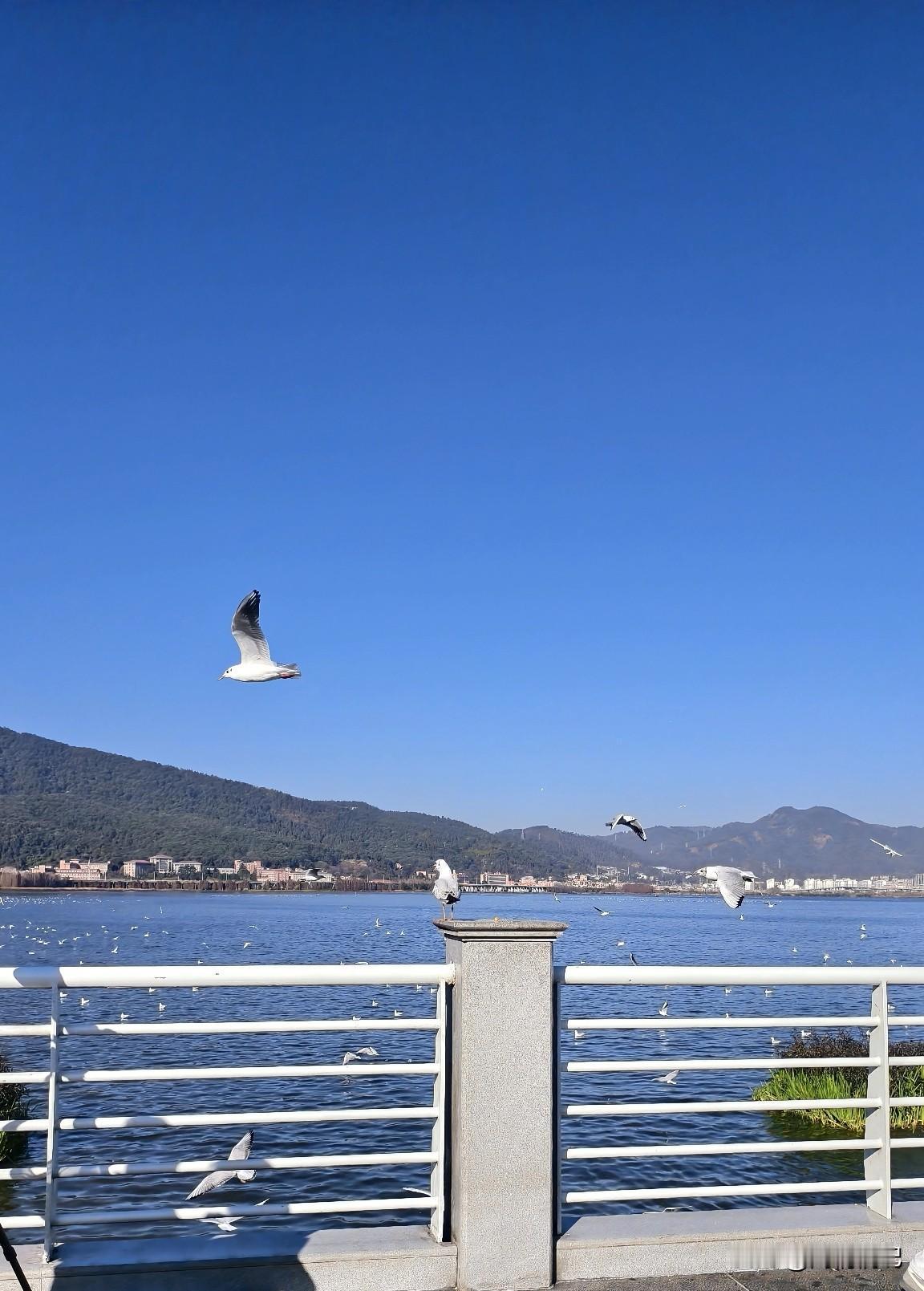 昨天在云南海埂大坝喂了海鸥。
 
现在这个季节正是海鸥最多的时候，满大坝都是红嘴